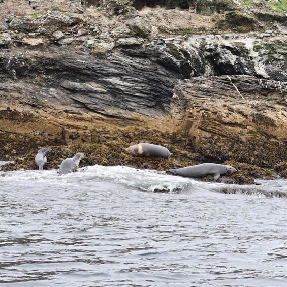 Seals on a rocky shoreline with waves crashing in the background. 5