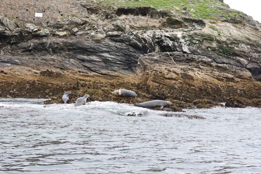 A rocky coastline with seals resting on the shore. 2