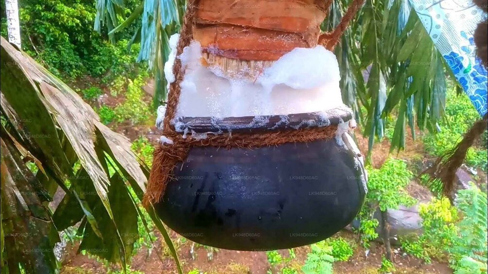 A coconut hanging from a tree with a black base and white top. 4