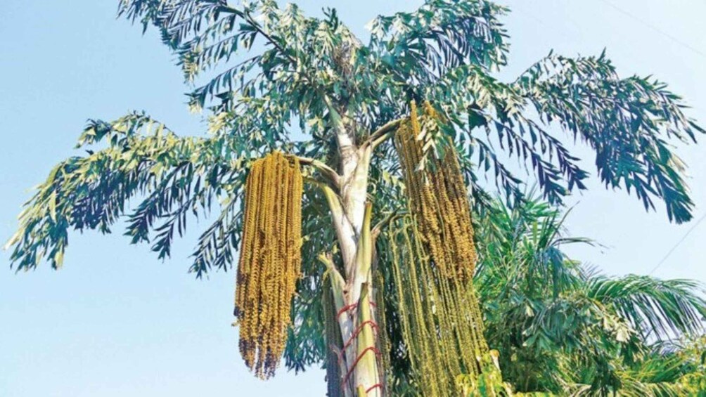 A palm tree with hanging yellow flowers against a clear sky. 5