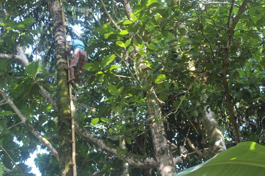 A person climbing a tree in a dense forest. 3