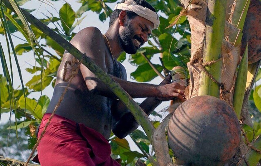 A person harvesting coconuts from a palm tree. 1