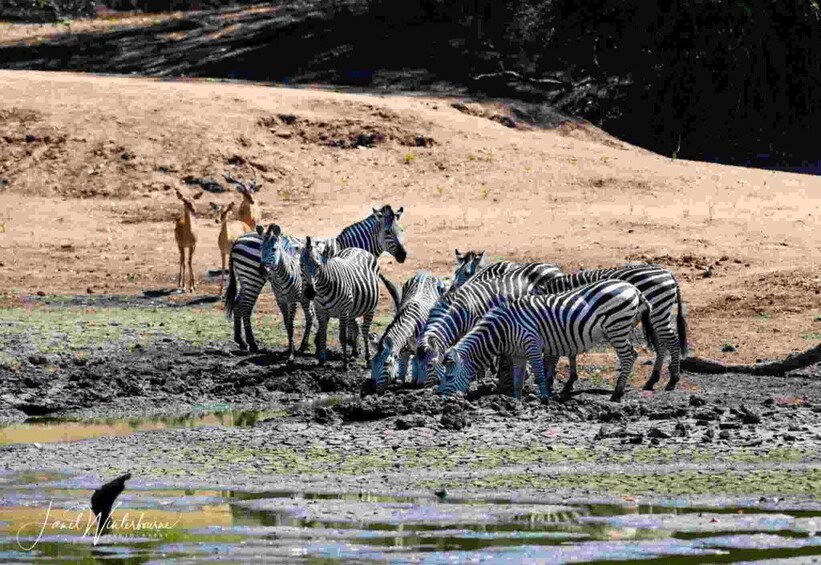Zebras and antelopes near a waterhole in a dry landscape. 3
