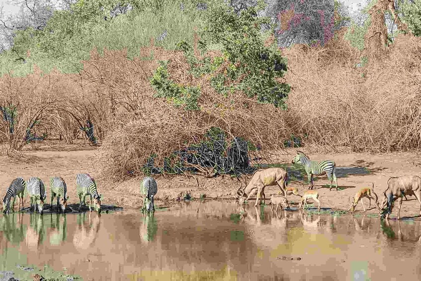 Zebras drinking water, a tree, and a waterhole in a savanna landscape. 1