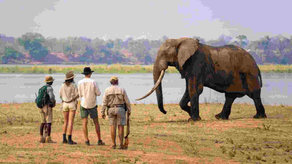 A group of people observing an elephant by a body of water. 2
