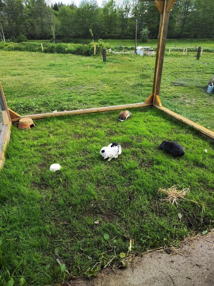 A fenced outdoor area with grass, a white rabbit, a black rabbit, and a small white object on the ground. 5