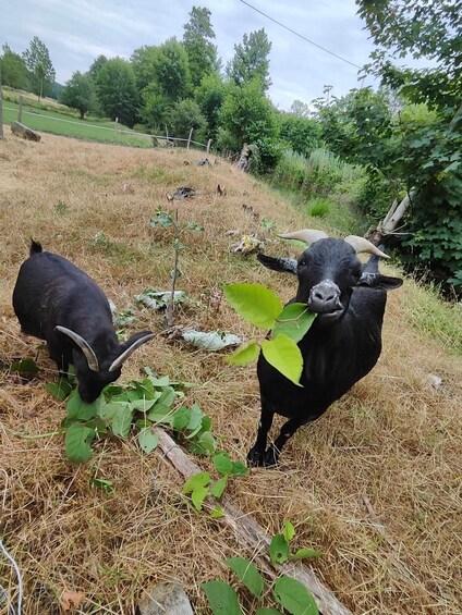 Two black cattle grazing in a field with green foliage and a hill in the background. 3
