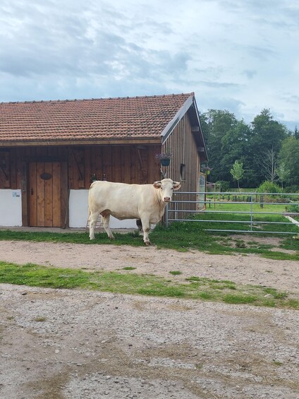 A white cow standing in front of a rustic barn with a red-tiled roof. 2