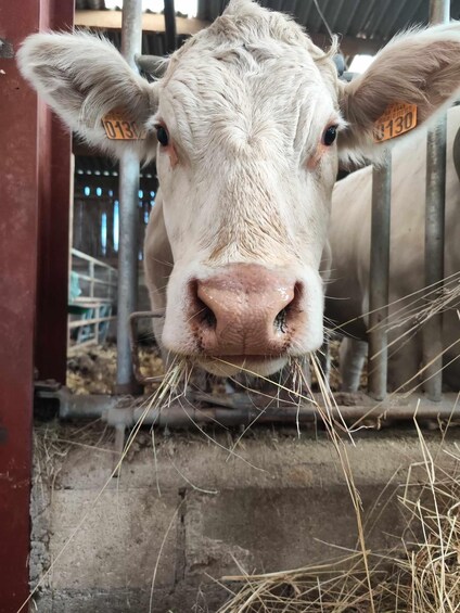 A cow with ear tags, standing in a barn with metal bars and hay on the ground. 1