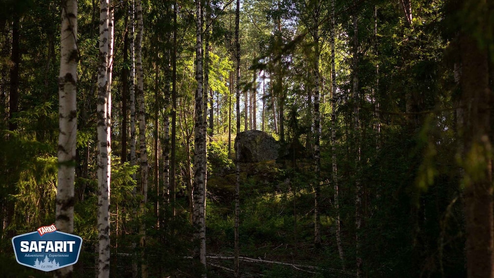 A dense forest with tall birch trees and a large rock in the background. 1
