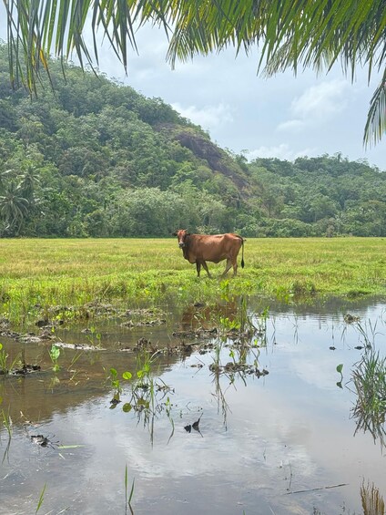 A cow in a field with a water body and a forested hill in the background. 1