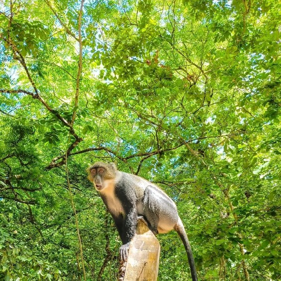 A monkey sitting on a tree branch in a dense green forest. 4