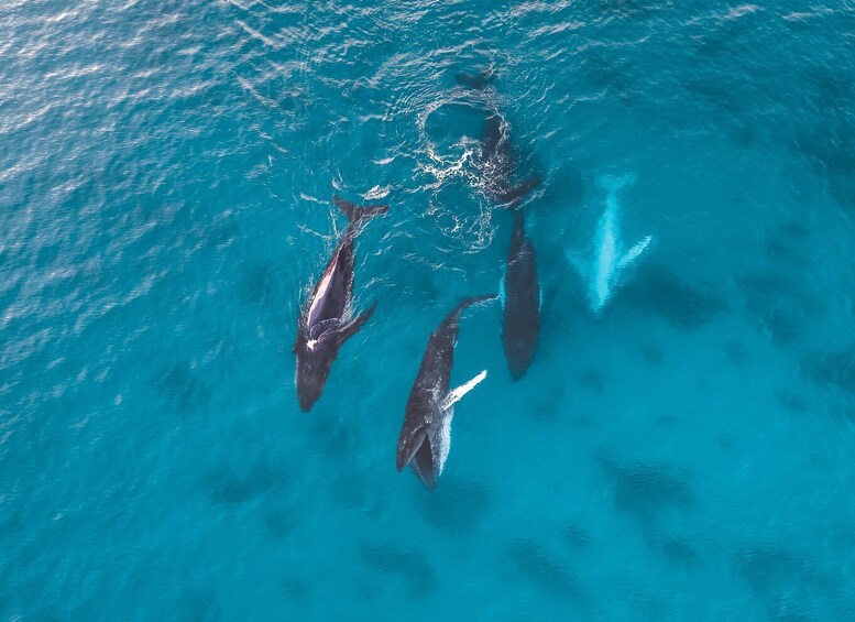 Three dolphins swimming in clear blue water. 1