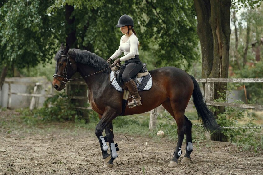 A person riding a horse in an outdoor arena with trees and a fence in the background. 1