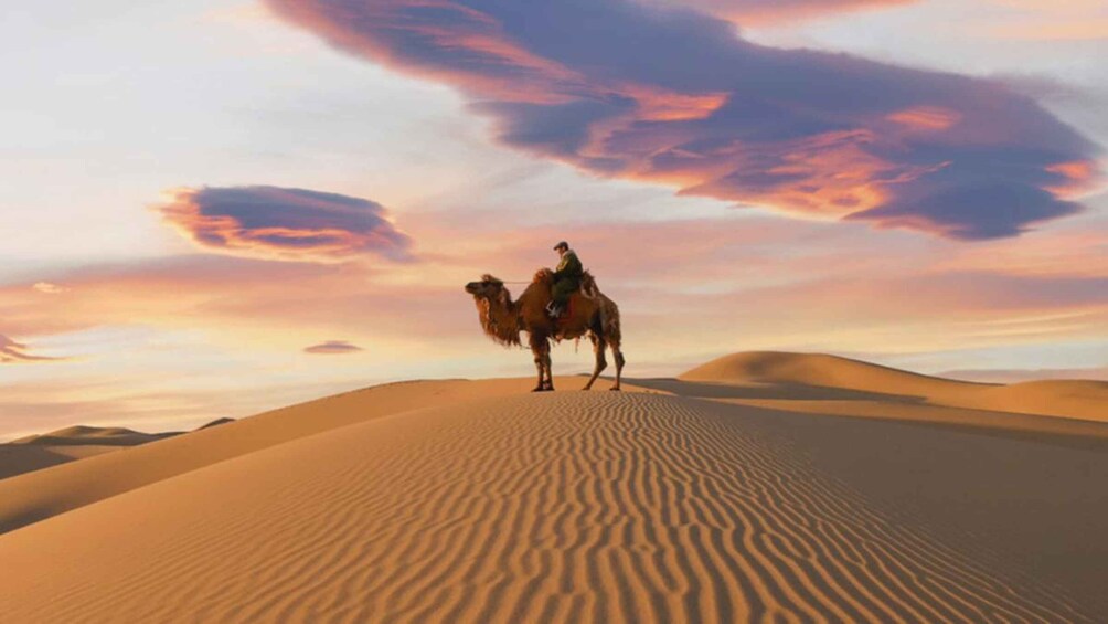 A camel on a sand dune with a sunset sky. 3