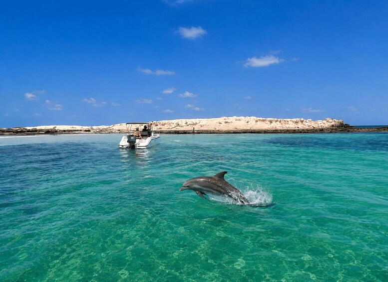 A clear blue sea with a boat and a dolphin. 1