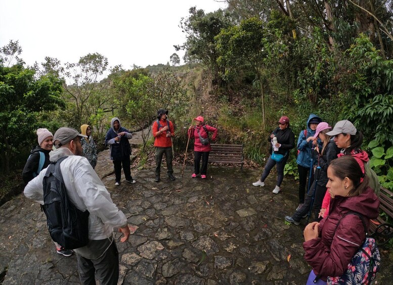 A group of hikers on a stone path surrounded by dense forest. 3