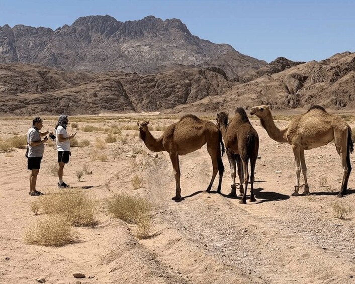 Four camels in a desert with rocky mountains in the background. 5