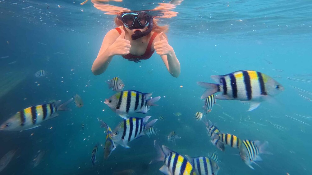 A person snorkeling underwater surrounded by striped fish. 1
