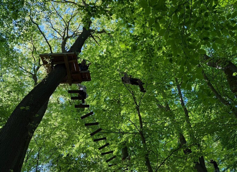 A treehouse with a ladder, surrounded by lush green foliage. 3