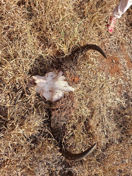 A dried plant with a curved stem and a flat, white, leaf-like structure. 3