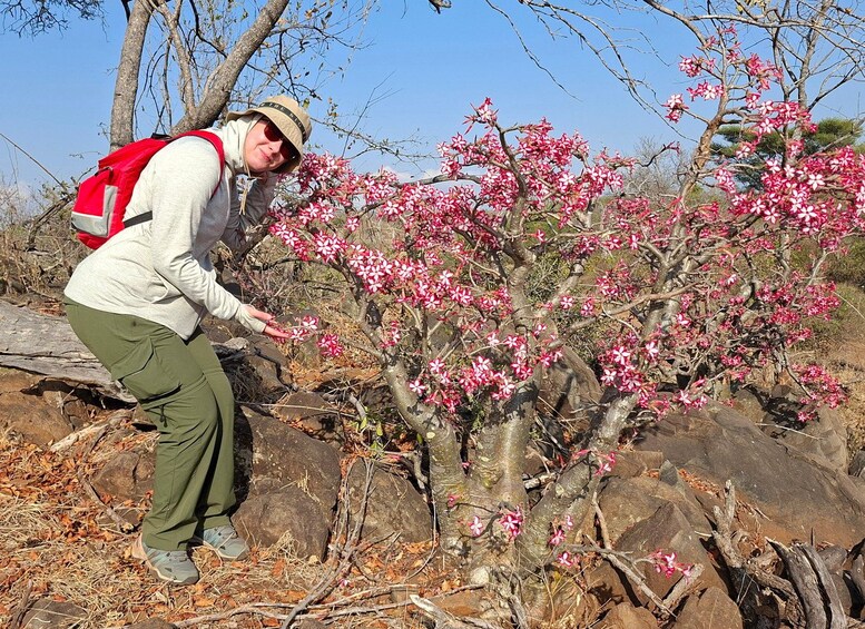 A person in outdoor attire examining a flowering tree with pink blossoms. 2