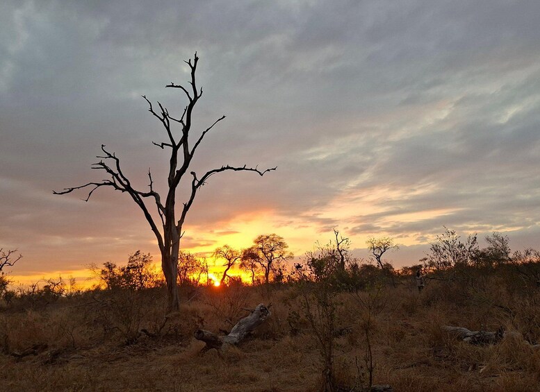 A tree silhouetted against a sunset with a clear sky. 5