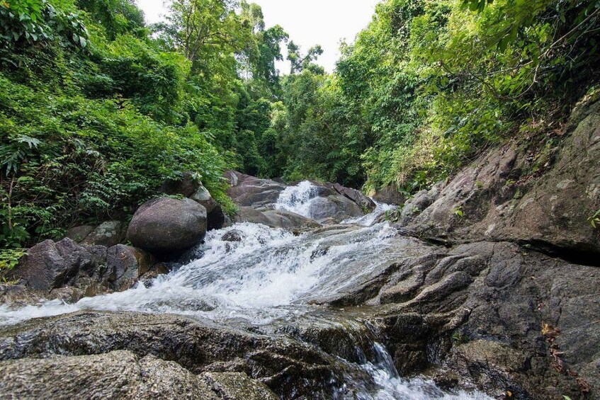 A rocky stream flowing through a dense forest. 5