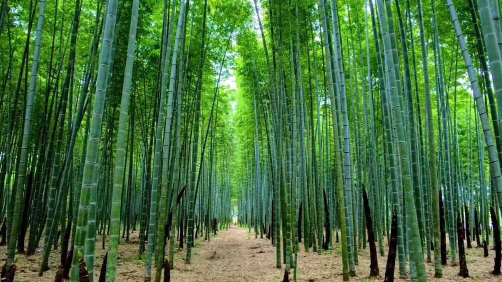 A bamboo forest with a clear path. 1