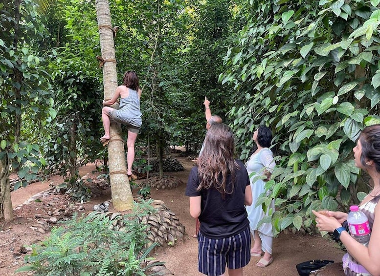 A person climbing a tree in a forested area with dense foliage and a dirt path. 4