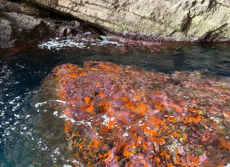 A rocky surface with vibrant orange and pink lichen. 3