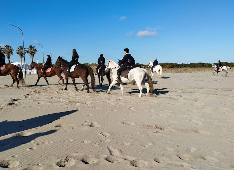 A group of horseback riders on a sandy beach with palm trees in the background. 3