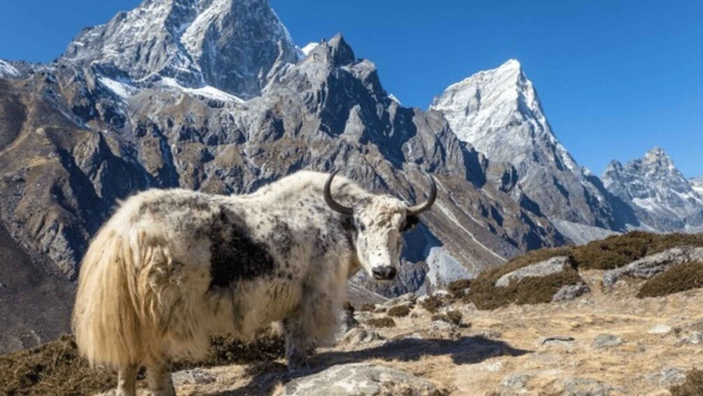 A yak standing on a rocky mountain terrain with snow-capped peaks in the background. 2