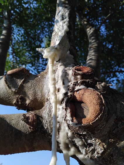 A tree with sap dripping from a cut branch. 3