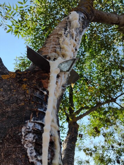 A tree with sap being tapped using metal spiles. 2