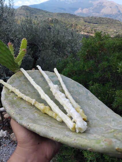 A hand holding a cactus with white sap, set against a mountainous landscape. 1