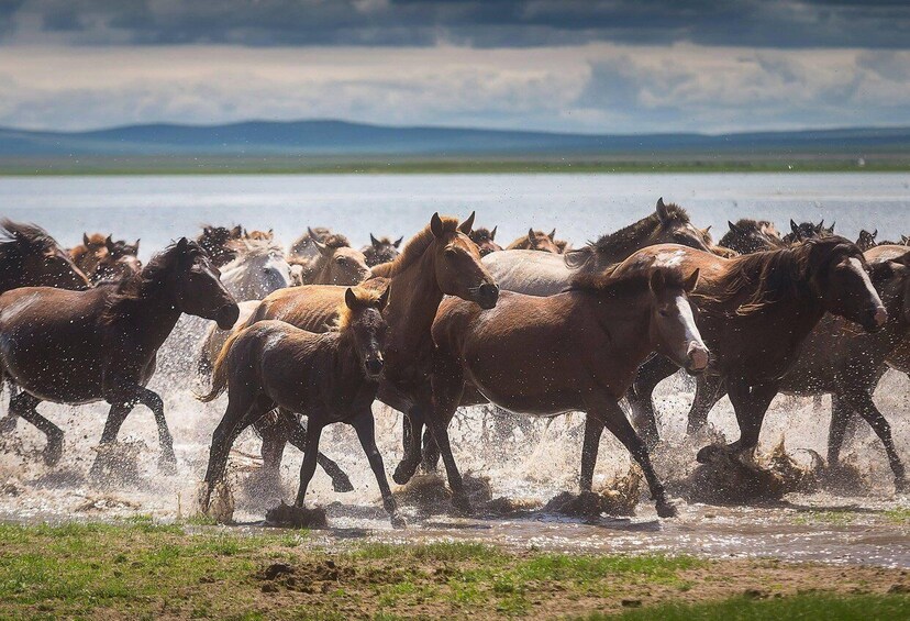 A herd of horses running through a shallow water crossing. 1