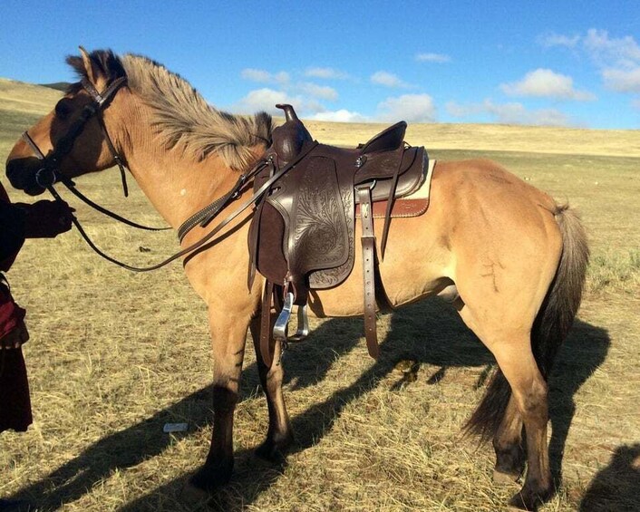 A horse with a saddle and bridle in a grassy field. 3