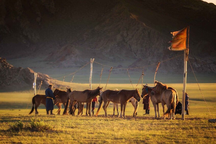 A person with horses in a fenced field with mountains in the background. 5