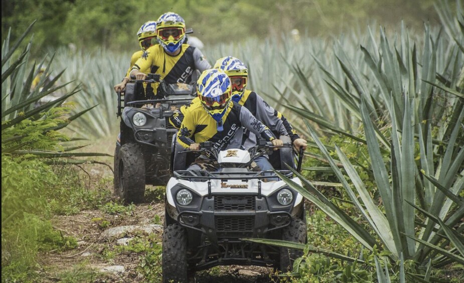 Three people in yellow and blue helmets riding ATVs on a dirt path through a field with tall green plants. 5