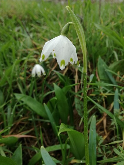 A white bell-shaped flower with green spots, surrounded by green grass. 3