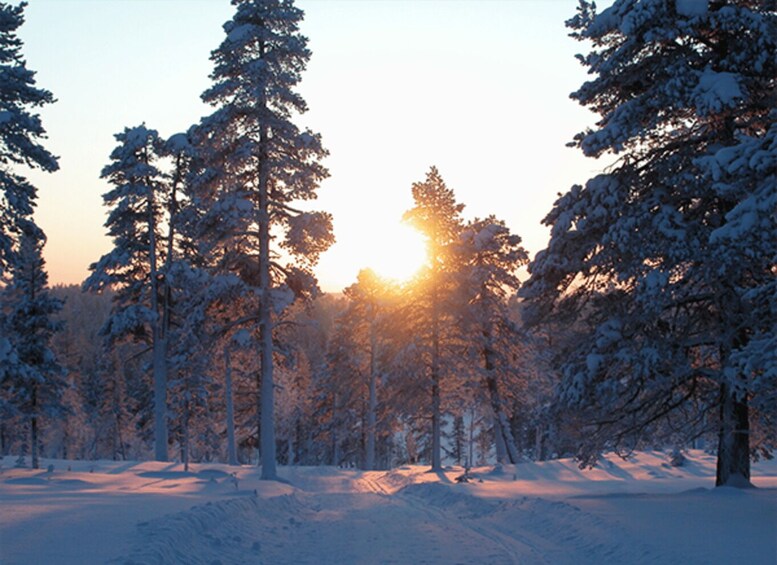 A snowy forest with tall trees and a sun setting in the background. 4