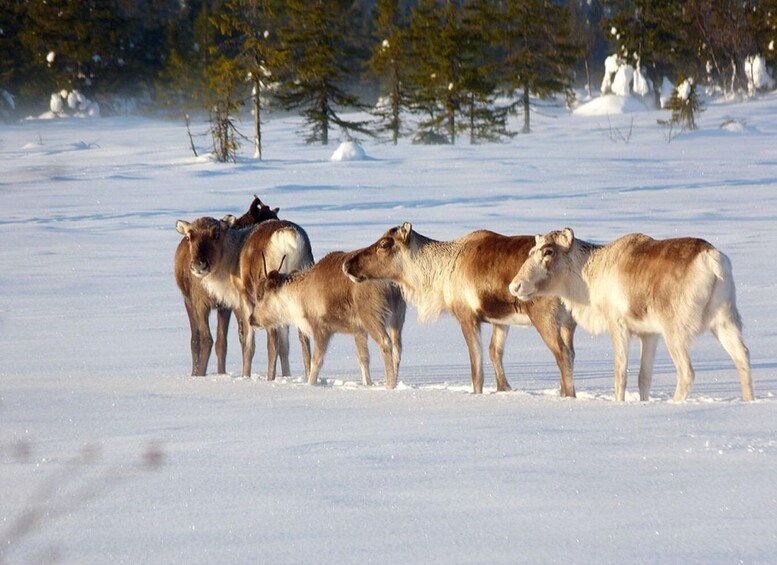 A group of reindeer standing in a snowy landscape with trees in the background. 5