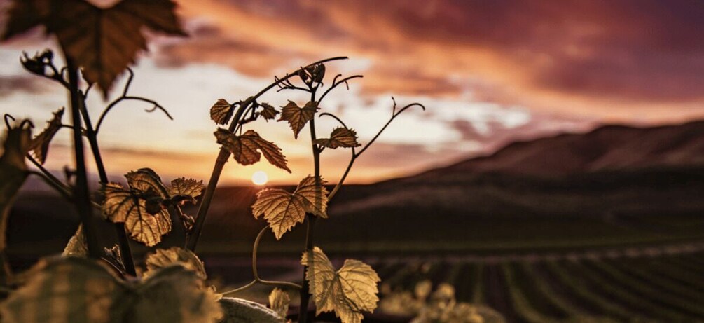 A vineyard with rows of grapevines against a sunset sky. 5