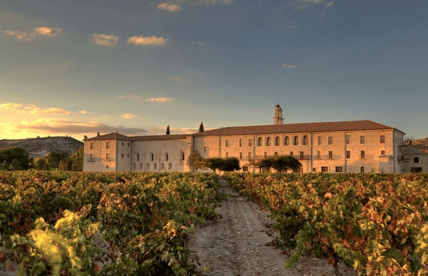 A vineyard with rows of grapevines and a large building with a tower in the background. 3