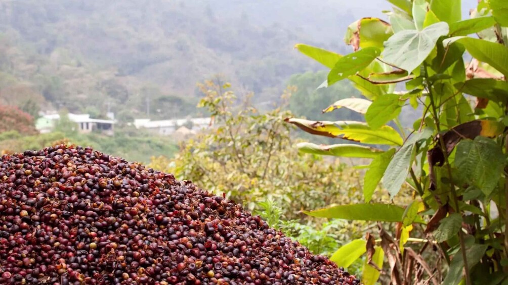 A large pile of coffee cherries in a rural setting with a mountainous backdrop. 2