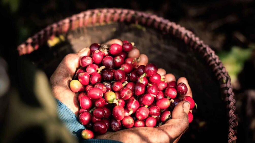 A hand holding a basket full of red berries. 1