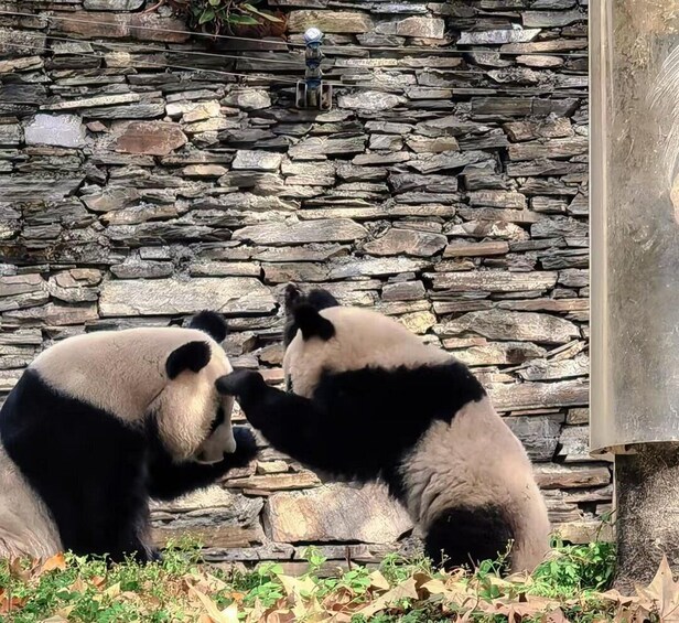 Two pandas sitting and interacting with each other in front of a stone wall. 4