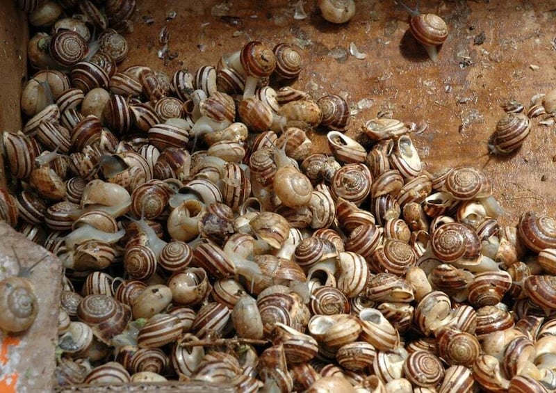A pile of snails on a wooden surface. 4