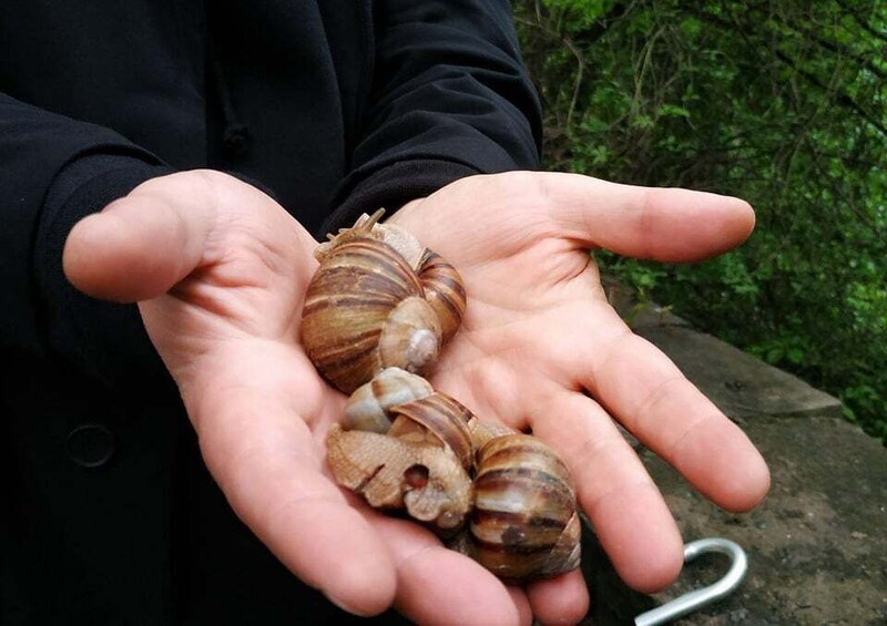 A person holding several snails in their open palm. 1